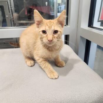 TANGERINE -  Domestic Short Hair Cat for Adoption in Kalamazoo, Michigan - TANGERINE | PetCurious