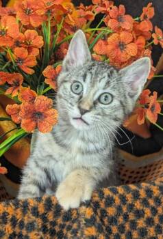 4/14/26 Nina -  Domestic Short Hair Cat Available for Adoption in Stillwater, Oklahoma - 4/14/26 Nina | PetCurious