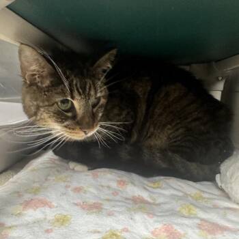 Rooster Teeth -  Domestic Short Hair Cat for Adoption in Mentor, Ohio - Rooster Teeth | PetCurious