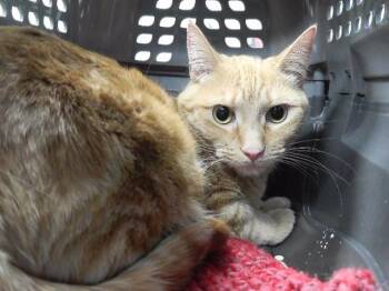 Domestic Short Hair Cats Available for Adoption - NALA | PetCurious