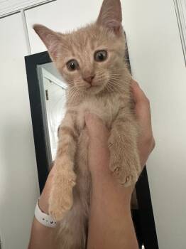 Rescue Domestic Short Hair Cats for Adoption in Fayetteville, Tennessee - Stanley | PetCurious