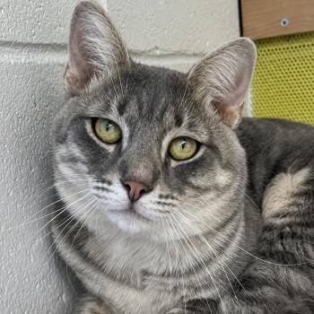 Hunter -  Domestic Short Hair Cat for Adoption in Pontiac, Michigan - Hunter | PetCurious