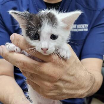 Neko -  Domestic Short Hair Cat for Adoption in Guaynabo, Guaynabo - Neko | PetCurious