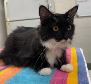 MISS ELLA -  Domestic Medium Hair Cat for Adoption in Peoria, Illinois - MISS ELLA | PetCurious