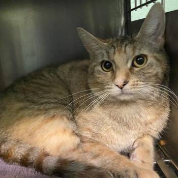 Domestic Short Hair Cats Available for Adoption in Dayton, Ohio - Josephine | PetCurious