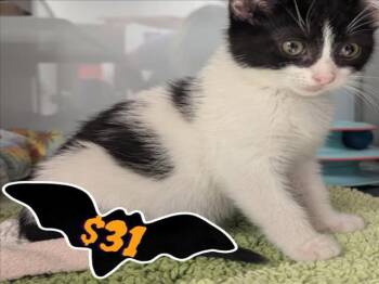 Rescue Domestic Short Hair Cats for Adoption in Santa Cruz, California - CELSIUS* | PetCurious