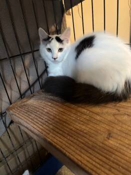 Rescue Domestic Medium Hair Cats for Adoption in Camp Hill, Pennsylvania - Misty | PetCurious