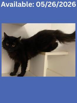 Cat Condo #4 -  Domestic Long Hair Cat Available for Adoption in Greenville, Texas - Cat Condo #4 | PetCurious