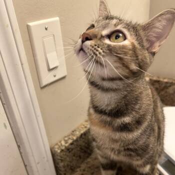 Willow -  Domestic Short Hair Cat for Adoption in Cumming, Georgia - Willow | PetCurious