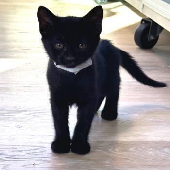 Domestic Short Hair Cats Available for Adoption in Durango, Colorado - Rian | PetCurious