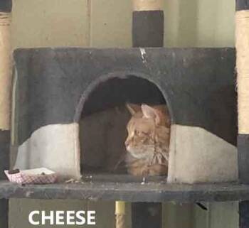 Cheese -  Domestic Medium Hair Cat for Adoption in Washington, Georgia - Cheese | PetCurious