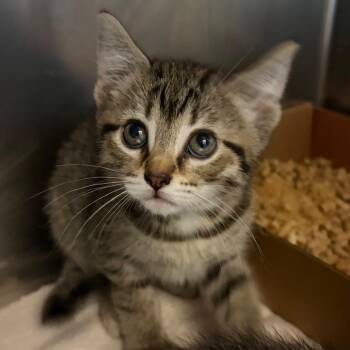 Domestic Short Hair Cats Available for Adoption in Nashville, Tennessee - Addie | PetCurious