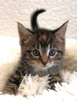 Tara -  Domestic Short Hair Cat for Adoption in Thief River Falls, Minnesota - Tara | PetCurious