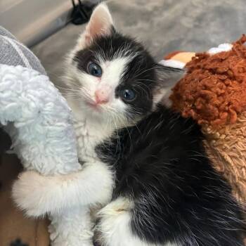 American Shorthair Cats Available for Adoption in Franklin, Tennessee - Winston | PetCurious