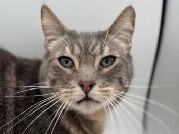 Thomas -  Domestic Short Hair Cat for Adoption in Portland, Oregon - Thomas | PetCurious