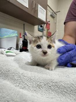 Emma Stone -  Domestic Short Hair Cat for Adoption in Fishers, Indiana - Emma Stone | PetCurious