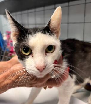 Rescue Domestic Short Hair Cats for Adoption in Huntington, Indiana - Zebra | PetCurious