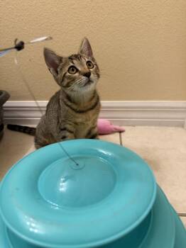 Isabel (Isa) -  Tabby Cat for Adoption in Casselberry, Florida - Isabel (Isa) | PetCurious