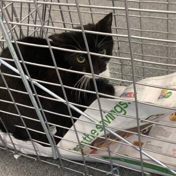 Amenadiel -  Domestic Short Hair Cat for Adoption in Montgomery, Alabama - Amenadiel | PetCurious