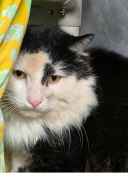 Rescue Domestic Long Hair Cats for Adoption in Marshall, North Carolina - Clyde Johnson | PetCurious