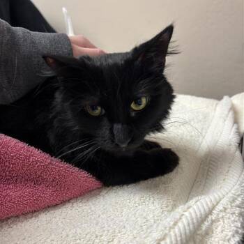 Domestic Long Hair Cats Available for Adoption in Tempe, Arizona - Spooky | PetCurious