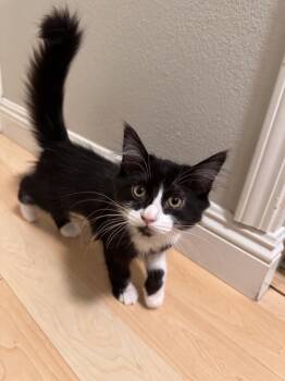 Chiquita -  Domestic Long Hair Cat for Adoption in Las Vegas, Nevada - Chiquita | PetCurious