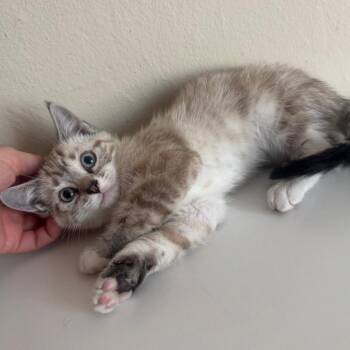 Pecorino (Red Collar) -  Domestic Short Hair Cat for Adoption in Sunnyvale, California - Pecorino (Red Collar) | PetCurious