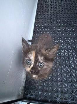 Mimi -  Domestic Short Hair Cat for Adoption in Gastonia, North Carolina - Mimi | PetCurious