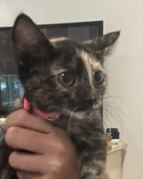 Watermelon Sugar -  Domestic Short Hair Cat for Adoption in Dallas, Texas - Watermelon Sugar | PetCurious