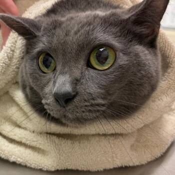 Breakfast -  Domestic Short Hair Cat for Adoption in Murray, Utah - Breakfast | PetCurious