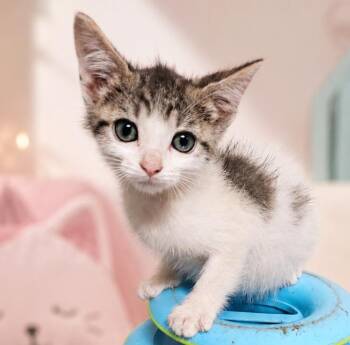 Dice -  Domestic Short Hair Cat for Adoption in San Antonio, Texas - Dice | PetCurious