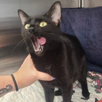 Basboosa -  Domestic Short Hair Cat Available for Adoption in Pittsburgh, Pennsylvania - Basboosa | PetCurious