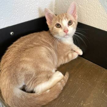 Rescue Domestic Short Hair Cats for Adoption in Carencro, Louisiana - Toothpick | PetCurious