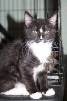 CISCO (Kitten) -  Abyssinian Cat for Adoption in New Bern, North Carolina - CISCO (Kitten) | PetCurious