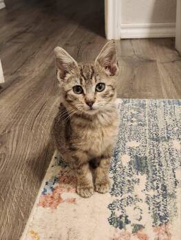 Rescue Domestic Short Hair Cats for Adoption in Mount Pleasant, Texas - Taweret | PetCurious