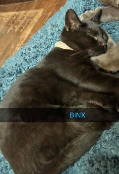 Rescue Domestic Short Hair Cats for Adoption in Marion, North Carolina - Mr. Binx | PetCurious