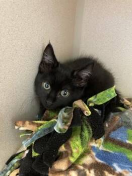 Harlan -  Domestic Short Hair Cat for Adoption in Bellevue, Washington - Harlan | PetCurious
