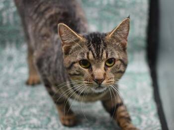 Domestic Short Hair Cats Available for Adoption - Spanky | PetCurious