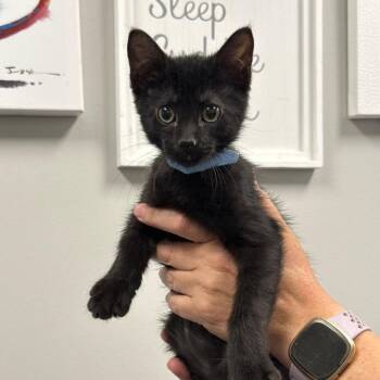 Black Jack -  Domestic Short Hair Cat for Adoption in Spring Hill, Kansas - Black Jack | PetCurious