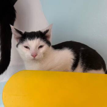 Domestic Short Hair Cats Available for Adoption in Cedaredge, Colorado - Neo | PetCurious