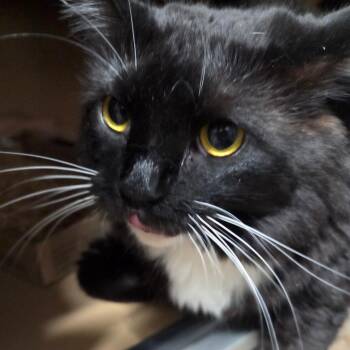 Domestic Medium Hair and Domestic Short Hair Cats Available for Adoption in Madisonville, Kentucky - Soxxy | PetCurious
