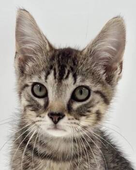 Kitten Brian -  Domestic Short Hair and Tabby Cat for Adoption in Cuyahoga Falls, Ohio - Kitten Brian | PetCurious