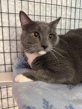 Haboo -  Domestic Short Hair Cat for Adoption in Grants Pass, Oregon - Haboo | PetCurious
