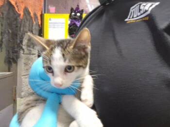 DION -  Domestic Short Hair Cat for Adoption in Tulsa, Oklahoma - DION | PetCurious