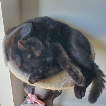 Panfur -  Domestic Short Hair Cat for Adoption in Montreal, Quebec - Panfur | PetCurious