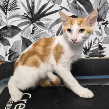 Earle -  Domestic Short Hair Cat for Adoption in Wahiawa, Hawaii - Earle | PetCurious