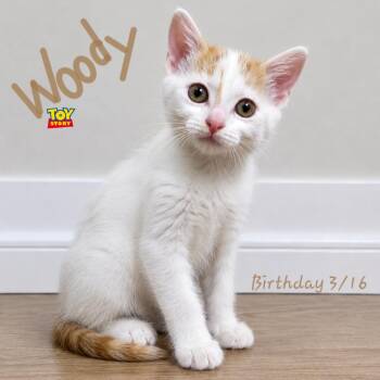 Domestic Short Hair Cats Available for Adoption in Quincy, Ohio - Woody | PetCurious