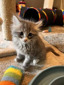 Domestic Medium Hair Cats Available for Adoption in Buford, Georgia - River | PetCurious