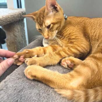 Hobbes -  Domestic Short Hair Cat for Adoption in Huntsville, Alabama - Hobbes | PetCurious