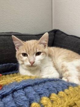 Domestic Short Hair Cats Available for Adoption in West Chester, Pennsylvania - Cody | PetCurious